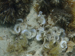 Padina pavonica