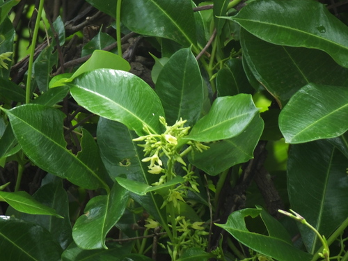 Anodendron affine iNat (3)
