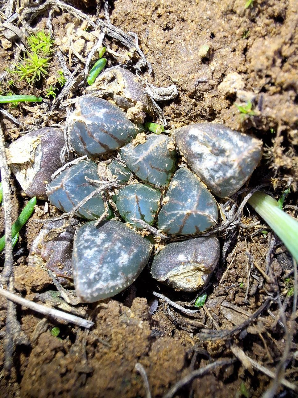 Imagem de Haworthia