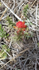 Castilleja affinis