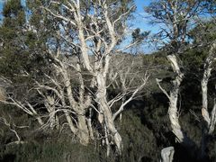 Melaleuca cuticularis