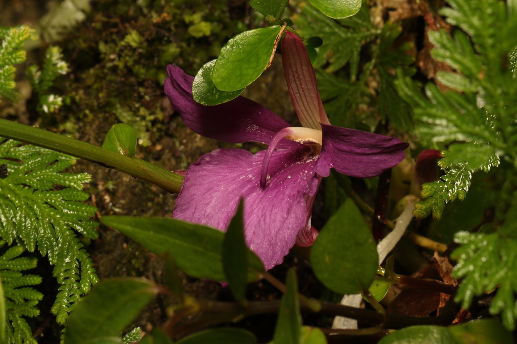 Zingiber chengii