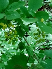 Berberis amurensis