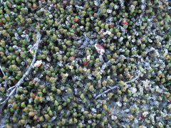 Tecticornia uniflora