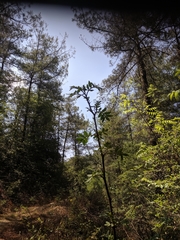 Zanthoxylum acanthopodium