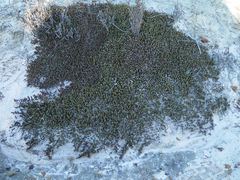 Tecticornia uniflora