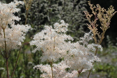 Filipendula palmata