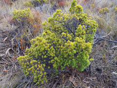 Brachyloma ericoides