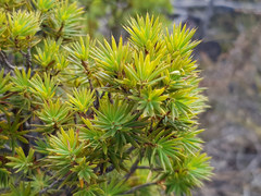 Brachyloma ericoides