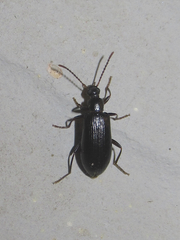 Statira