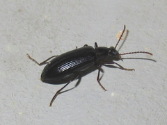 Statira