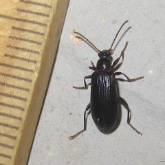 Statira
