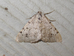 Digrammia pallidata
