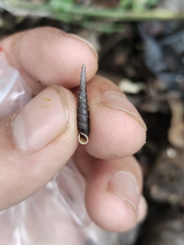 Papilliphaedusa yongshuae