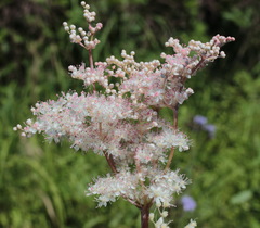 Filipendula palmata