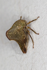 Telamona monticola