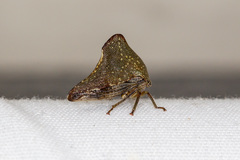Telamona monticola