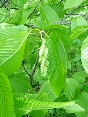 Carpinus cordata