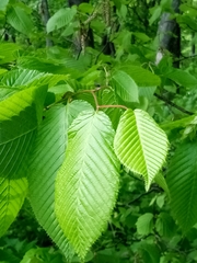 Carpinus cordata