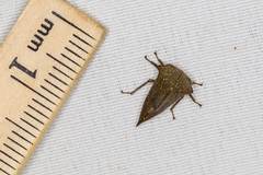 Telamona monticola