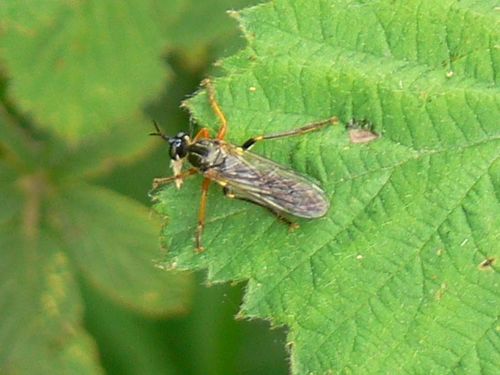 common red-legged robberfly, Groesbeek, NL-GE, NL, photo 8 of 10