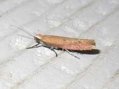 Ypsolopha