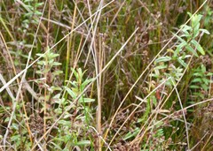 Epilobium pallidiflorum