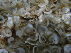 Padina pavonica