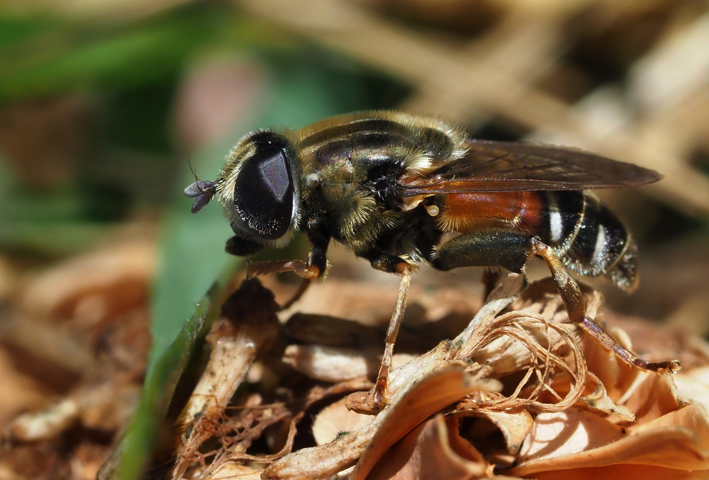 Merodon avidus