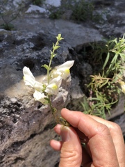 Antirrhinum siculum