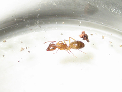 Camponotus pseudoirritans