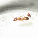Camponotus pseudoirritans - Photo (c) kevin_cheng, algunos derechos reservados (CC BY-NC), subido por kevin_cheng