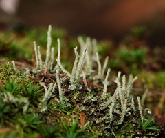 Cladonia rigida