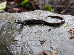 Batrachoseps wrighti