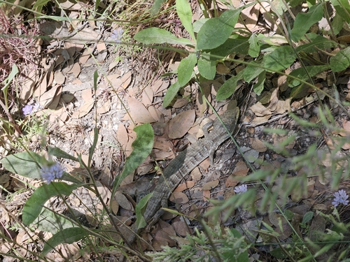 iNaturalist observation photo of Southern Alligator Lizard