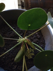 Pilea peperomioides