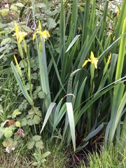 Iris pseudacorus