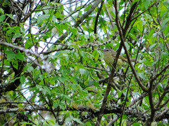 Phylloscartes ventralis