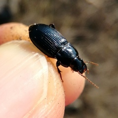 Harpalus rufipalpis