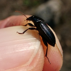 Harpalus rufipalpis
