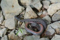 Clonophis kirtlandii