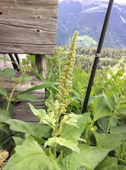 Blitum bonus-henricus