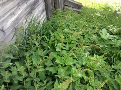 Blitum bonus-henricus