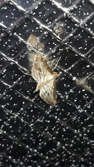 Cnaphalocrocis