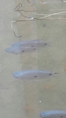 Trichopodus trichopterus