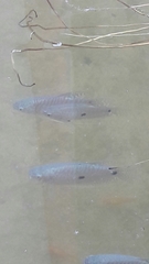 Trichopodus trichopterus