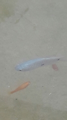 Trichopodus trichopterus