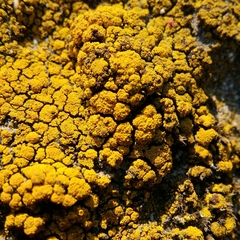 Candelariella coralliza