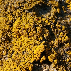 Candelariella coralliza