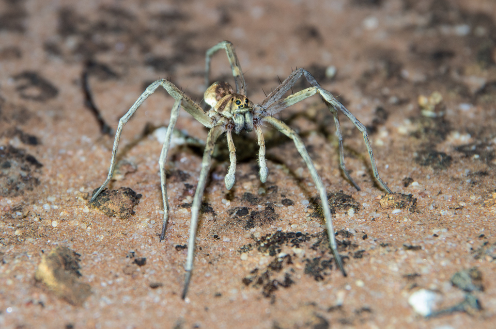 Hoggicosa from Murray-Sunset VIC 3490, Australia on October 31, 2016 at ...